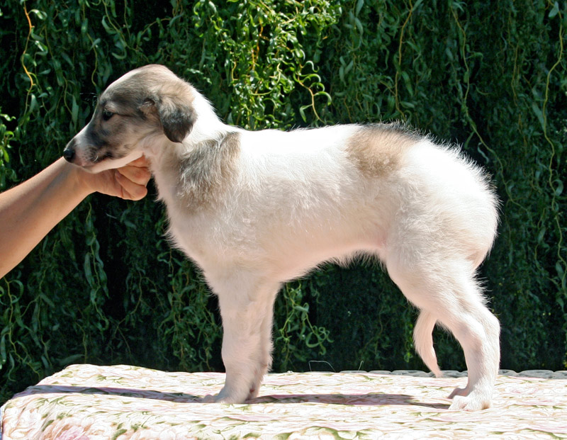 Surf Spots - Girl 2 Left